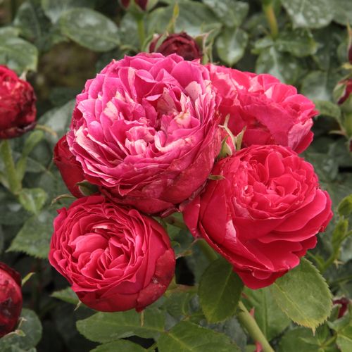 Rosa oscuro con rayas blancas - Rosas Floribunda